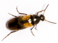 Anaspis fasciata